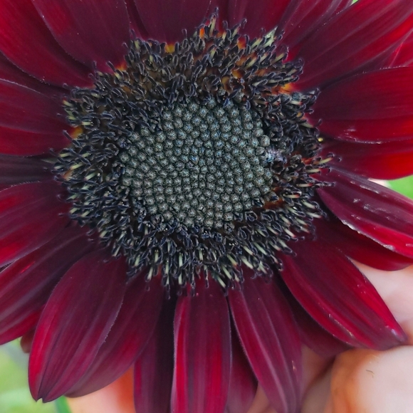 Meet your Posher, Leslie - Picture 1 of 4